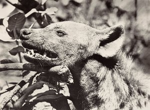 Building an Empire in the Fascist age: head of hyena, 09/05/1936 (b/w photo) 作者 莫迪斯蒂诺·巴尔迪内蒂