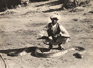 在法西斯时代建立一个帝国：土著人与一条蟒蛇，1936年5月9日（黑白照片 作者 莫迪斯蒂诺·巴尔迪内蒂