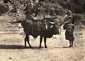 法西斯时代的“建立帝国”：游牧民族，09/05/1936（黑白照片） 作者 莫迪斯蒂诺·巴尔迪内蒂