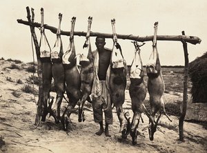 在法西斯时代建立一个帝国：一些被捕获的鹿，1936年5月9日（黑白照片）。 作者 莫迪斯蒂诺·巴尔迪内蒂