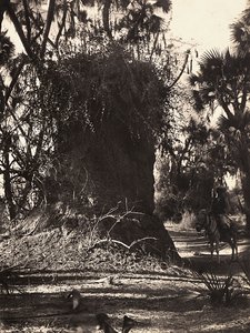 在法西斯时代建立一个帝国：白蚁群，1936年5月9日（黑白照片）。 作者 莫迪斯蒂诺·巴尔迪内蒂