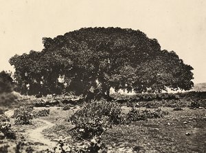 在法西斯时代建立一个帝国：西科莫罗，1896年在阿杜瓦的意大利囚犯法庭，1936年5月9日（黑白照片）。 作者 莫迪斯蒂诺·巴尔迪内蒂
