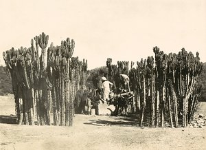 在法西斯时代建立一个帝国：纳克法的井，1936年5月9日（黑白照片）。 作者 莫迪斯蒂诺·巴尔迪内蒂