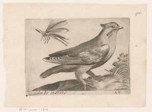 Pestvogel (Bombycilla garrulus)
殖民地（物体上的标题）
Vogels（系列名称）