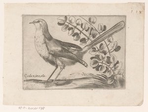 沃格尔
科达津佐拉（物品上的标题）
Vogels（系列名称） 作者 雅克·德·福纳泽里斯