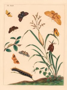 酒蛾，Euthrix马铃薯，褐发，Thecla betulae，大船长，Ochlodes sylvanus，小船长，Thymelicus sylvestris，稀缺的奇迹，Dipthera runica和禁止的伞形目，Pulgodis pulveraria