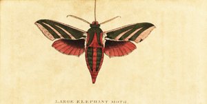 象鹰蛾，Deilephila elpenor.，1800 年（雕刻）