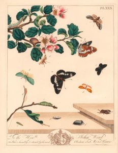 八个飞蛾的图，Diloba caeruleocephala，白海军上将，Artmenis，烟囱清扫器，Odezia atrata，红拱蛾，Callimorpha miniata，棕色羽蛾，Pterophorus pterodactylus，稀缺银线，Bena bicolorana和鼻烟蛾，Hypen