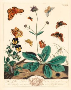 油腻的贝母，赤眼紫杉，高棕色贝母，Fabriciana adippe，高音棒蛾，Aplocera plagiata，有斑点的黄色，黄斑假单胞菌和深红色和金蛾，Pyrausta purpuralis，在魔鬼疮sc，Succisa pratensis和