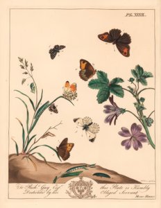 草甸棕蝴蝶，马尼拉（Maniola jurtina），木质淑女或橙色小尖，Anthocharis cardamines和灰白的船长，Pyrgus肺泡