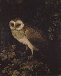 一只猫头鹰，1780-1790。