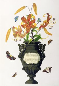 百合（Lilium tigrinum）（虎百合），来自&39;Hexandrian植物的选择&39;，由R. Havell雕刻，c.1831-34 作者 爱德华·伯里夫人