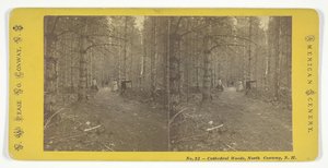 Cathedral Woods, North Conway, N.H., 19世纪中期。 作者 西北皮斯