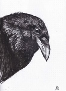 Crow or Raven, 2020 作者 南希·莫尼兹·查拉拉姆布斯