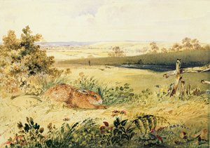 1827年的野外野兔（身体颜色，纸上阿拉伯树胶和石墨） 作者 牛顿菲尔德
