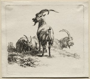 三只山羊。 作者 尼古拉斯·彼得斯（Nicolaes Pietersz）。 Berchem
