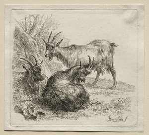 三只山羊。 作者 尼古拉斯·彼得斯（Nicolaes Pietersz）。 Berchem