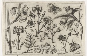 花朵和蝴蝶
鸟类、花卉、昆虫等(系列名称） 作者 尼古拉斯·德布鲁因（可能）