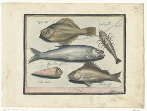 比目鱼、虾、胡瓜鱼和黄貂鱼
Libelivs varia Genera piscium complectens（系列名称）
淡水鱼、海鱼、蛙、甲壳类和海洋生物（系列名称） 作者 尼古拉斯·德·布鲁因