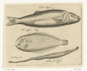 鲱鱼、鳎鱼和琵琶鱼
Libelivs varia Genera piscium complectens（系列名称）
淡水鱼、海鱼、蛙、甲壳类和海洋生物（系列名称） 作者 Francoys van Beusekom