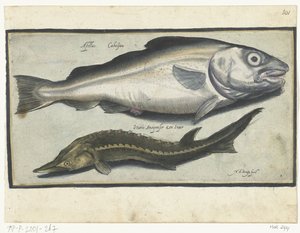 鳕鱼和鲟鱼
Libelivs varia Genera piscium complectens（系列名称）
淡水鱼、海鱼、蛙、甲壳类和海洋生物（系列名称）