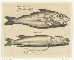 黑线鳕和梭子鱼
Libelivs varia Genera piscium complectens（系列名称）
淡水鱼、海鱼、蛙、甲壳类和海洋生物（系列名称） 作者 尼古拉斯·德·布鲁因
