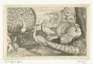 两只孔雀和火鸡
鸟类和昆虫 作者 尼古拉斯·德·布鲁因