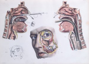 一项鼻腔手术，由Jean-Baptiste Marc Bourgery撰写的“人类解剖学完整论文”（1797-1849）1866-67 作者 尼古拉斯·亨利·雅各布