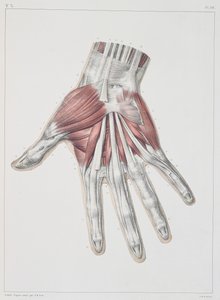 手的肌肉组织，由Jean-Baptiste Marc Bourgery（1797-1849）的“人类解剖学的完整特征”完成，由巴黎Bernard刻，1831年 作者 尼古拉斯·亨利·雅各布