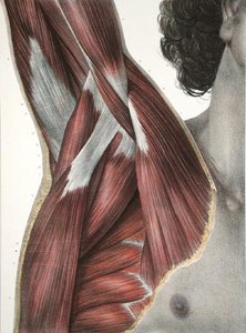 肩部和腋窝，摘自让-巴蒂斯特-马克-布尔热（1797-1849）的《人体解剖学全集》1866-67（彩色雕刻）。
