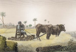 收获玉米，来自第二卷艺术和“埃及描述”的行业，酒吧。根据拿破仑的命令，1822年（后来的着色）