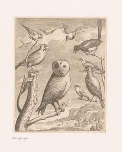 猫头鹰和其他鸟类
Alouco Hibou（物品上的标题）
凡尔赛动物园的鸟类（系列名称） 作者 匿名（可能）