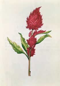 Amaranthus，来自&39;Julie的花环&39;，c.1642（wc on vellum）