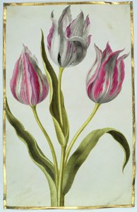郁金香，c.1675（牛皮纸上的水粉） 作者 尼古拉斯·罗伯特