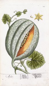 瓜，1750年至1765年 作者 尼古拉斯·弗里德里希·艾森伯格