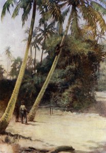 Solomon Island Boy climbing after green cocoa-nuts, near Gavutu, New Florida (colour litho) 作者 诺曼·哈迪