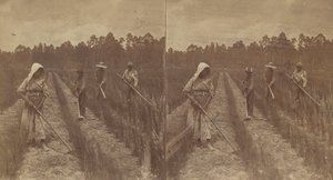 锄禾日当午，1876-1888。 作者 O.皮埃尔·哈文斯