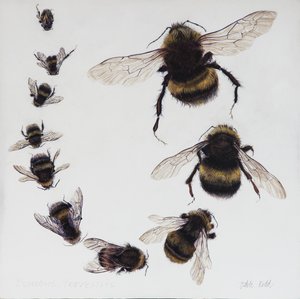 Bombus，2015（石膏木板上的丙烯颜料）