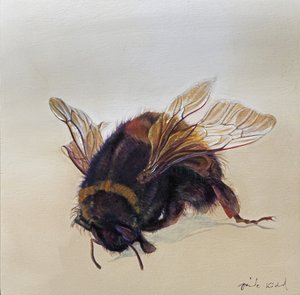Bombus terrestris 10，2013 年（木板上的丙烯颜料）