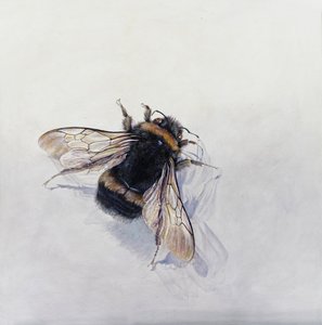 Bombus terrestris 11（石膏粉木板上的丙烯颜料） 作者 奥迪尔·基德
