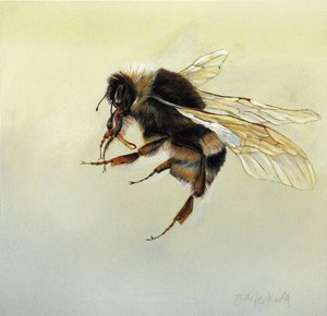 Bombus terrestris 4，2011 年（木板上的丙烯颜料） 作者 奥迪尔·基德