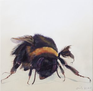 Bombus terrestris 9，2013 年（木板上的丙烯颜料） 作者 奥迪尔·基德