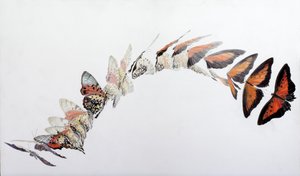 Charaxes zingha 飞行图案，2016 年（石膏木板上的丙烯酸树脂） 作者 奥迪尔·基德