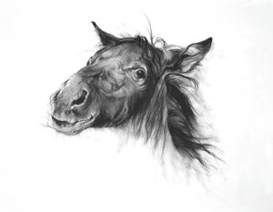 驹，2002 年（法布里亚诺纸上的木炭画） 作者 奥迪尔·基德
