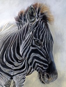 Equus burchelli 1（细节），2009 年（博金福德纸上的炭笔、轮廓线和粉笔画） 作者 奥迪尔·基德