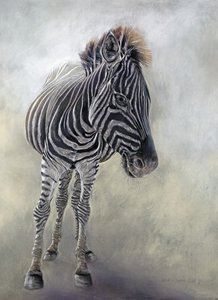 Equus burchelli 1，2009 年（博金福德纸上的木炭、轮廓线和粉笔画） 作者 奥迪尔·基德