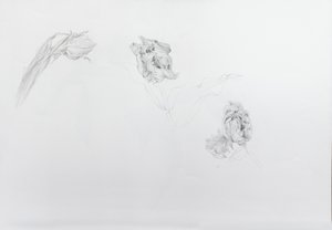 埃斯特拉-里恩维尔德 1，2013 年（铅笔、卡纸）