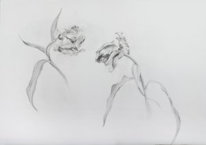 Estella rijnveld 3，2017（铅笔，墨盒纸） 作者 奥迪尔·基德