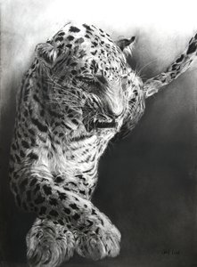 Panthera pardus 1，2009 年（法布里亚诺纸上的炭笔和轮廓线） 作者 奥迪尔·基德