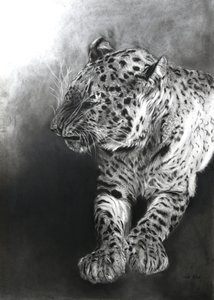 Panthera pardus 2，2009 年（法布里亚诺纸上的炭笔和轮廓线） 作者 奥迪尔·基德